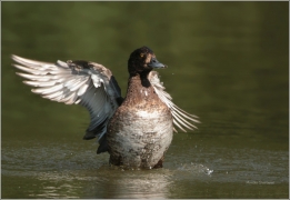 <p>Polák chocholačka (Aythya fuligula) –--- /Tufted duck – Reiherente/</p>